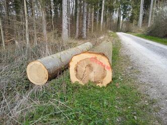 Große Küstentanne vom Forst BW